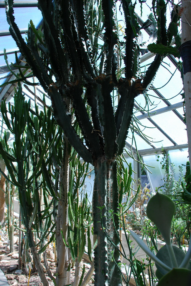 Orto Botanico_186.JPG